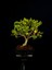 Şimşir Bonsai Yaklaşık 15 Yaşlarında 2