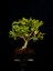 Şimşir Bonsai Yaklaşık 15 Yaşlarında 3