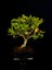 Şimşir Bonsai Yaklaşık 15 Yaşlarında 4