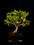 Şimşir Bonsai Yaklaşık 15 Yaşlarında 5