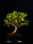 Şimşir Bonsai Yaklaşık 15 Yaşlarında 7