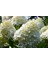 Ortanca Paniculata "annabelle Paniculata" Beyaz Çiçekli 1-2 Yaş Arası Tüplü 1