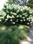 Ortanca Paniculata "annabelle Paniculata" Beyaz Çiçekli 1-2 Yaş Arası Tüplü 2