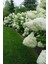 Ortanca Paniculata "annabelle Paniculata" Beyaz Çiçekli 1-2 Yaş Arası Tüplü 3