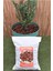 Doğal Kırmızı Pomza Taşı, Bahçe ve Tarım Dekoru, 3 Kg, 1-2 cm 2