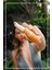 50 Spf Renkli Güneş Koruyucu Süt 30 ml 8