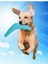 Bumerang Frizbi Köpek Oyuncağı 28CM 2