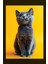 British Short Hair Kül Rengi Kedi Kanvas Tablo 2