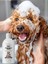 Hipoalerjenik Şampuan 200 ml | Tüy Dökülme | Parazit Pire Mantar Uzaklaştırıcı | Kedi Köpek 6