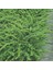 Bodur Hanımeli [lonicera Nitida] Fidanı Bodur Çit Bitkisi 1-2 Yaş Arası Tüplü 1