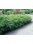 Bodur Hanımeli [lonicera Nitida] Fidanı Bodur Çit Bitkisi 1-2 Yaş Arası Tüplü 4