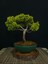 Bonsai Old Gold Ardıç Yaklaşık 7-8 Yaşlarında 1
