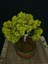 Bonsai Old Gold Ardıç Yaklaşık 7-8 Yaşlarında 3