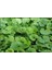 Fare Kulağı - Dichondra Repens(1 Kg) Orijinal Kutu 4