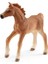 Horse Club Tay Seti 2