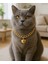 Gold Zincir Kedi Kolyesi Kalp Detaylı Hafifi Kedi Kolyesi 1