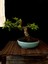 Bonsai Japon Ayvası YAKLAŞIK15 Yaşlarında 2