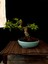 Bonsai Japon Ayvası YAKLAŞIK15 Yaşlarında 3