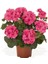 Canlı Saksılı Sardunya Çiçeği Fidanı Pembe 10-20 cm 1