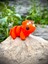 Dinozor Triceratops Oyuncak - Üç Boynuzlu Cesur Koruyucusu!🦕 3D Hareketli Organik Model - Orta Boy 4