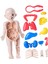 Çocuklar Için I Vücudu Yapboz I Vücudu Organ Indalığı Eğ 3D Yapboz (Yurt Dışından) 1