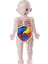 Çocuklar Için I Vücudu Yapboz I Vücudu Organ Indalığı Eğ 3D Yapboz (Yurt Dışından) 2