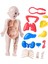 Çocuklar Için I Vücudu Yapboz I Vücudu Organ Indalığı Eğ 3D Yapboz (Yurt Dışından) 3