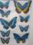 Büyük Boy Kelebek Sticker 4