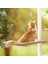 Kedi ve Köpek Için Cama Sabitlenen Hamak / Tünek 5