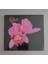 Opeth - Orchid CD ( Yeni, Ambalajında) 1