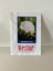 Karnabahar Igloo Tohumu 5 Gram 1