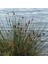 Juncus Acutus Keskin Uçlu Saz Fidanı 1-2 Yaş Arası Saksılı 2