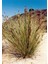 Juncus Acutus Keskin Uçlu Saz Fidanı 1-2 Yaş Arası Saksılı 4
