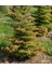 Cryptomeria Japonica Elegans Kadife Çam Fidanı 40-60 cm Arası 1
