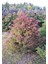 Cryptomeria Japonica Elegans Kadife Çam Fidanı 40-60 cm Arası 2