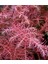 Cryptomeria Japonica Elegans Kadife Çam Fidanı 40-60 cm Arası 3