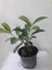 Kartopu Çiçeği _ Lucidum Çiçeği Fidanı 30-60 cm 1