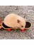 Hamster ve Kaplumbağa Için Mini Kaykay 4