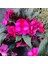 3 Adet Yenigene (Impatiens Hawkeri - New Guinea Impatiens) - Canlı ve Renkli Yarı Gölgeli Çiçek 2