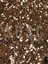 Substrat Lıght Mıx Ithal Sphangum Torfu Cocopeat Perlit Özel Karışım Saksı Harcı Çiçek ve Bitki Toprağı 10 Lt 2