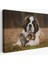 Yavru Kediler ve St Bernard Köpek, Hayvan Temalı Dekoratif Kanvas Tablo, Duvar Dekoru 1124 1