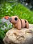 Kapibara Oyuncak -Tropikal Nehirlerinin Gızemli Dostu.🦫🐹 3D Hareketli Organik Model - Orta Boy 2