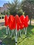 3x3 Gazebo Portatif Çardak Takım 6