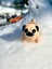 Pug Cinsi Oyuncak Köpek 🐶 🐾 “burun Kıvıran Minik Dost” – 3D Hareketli Organik Pug Figürüyle Tanışın Orta Boy 9