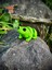 Oyuncak Kurbağa - Zıplamanın Neşesi! 🐸🌿 3D Hareketli Organik Model - Orta Boy 5
