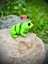 Oyuncak Kurbağa - Zıplamanın Neşesi! 🐸🌿 3D Hareketli Organik Model - Orta Boy 9