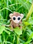 Maymun Oyuncak Zıpzıp – Muz Peşinde Durmayan Akrobat!🐵🌴🍌🐒 - 3D Hareketli Organik Model - Orta Boy 5