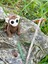 Maymun Oyuncak Zıpzıp – Muz Peşinde Durmayan Akrobat!🐵🌴🍌🐒 - 3D Hareketli Organik Model - Orta Boy 7