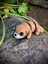 Su Samuru Oyuncak - Nehirlerin Neşeli ve Çevik Kaşifi! 🦦🌊3d Hareketli Organik Model- Orta Boy 6
