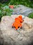 Tilki Oyuncak - Ormanın Kurnaz ve Sevimli Kaşifi! 🦊🍂✨ 3D Hareketli Organik Model - Orta Boy 7